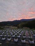 경천대616농원 | 경천호블루베리농장