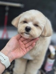 몽두두
