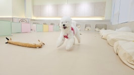 스토리멍 여수애견호텔 애견유치원