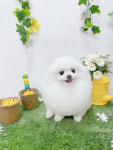 견생의하루 펫살롱 일산본점