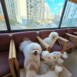 하이댕댕 애견호텔 애견유치원