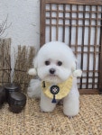 몽두두