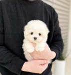 강아지분양 애견입양 아이러브독 천안점