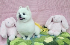복슬 강아지미용실
