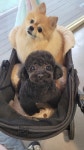 복슬 강아지미용실