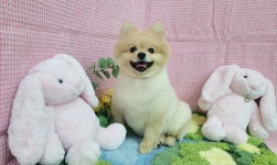 복슬 강아지미용실