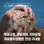 고양이 병원 백산동물병원
