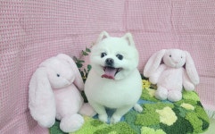 복슬 강아지미용실