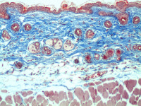 한국CFC병리과의원