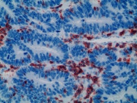 한국CFC병리과의원