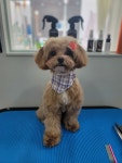 뽀숑이즈백