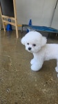 안녕,강아지