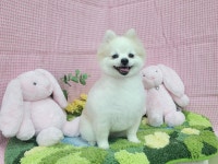 복슬 강아지미용실