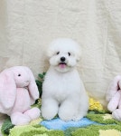 복슬 강아지미용실