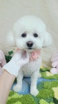 복슬 강아지미용실