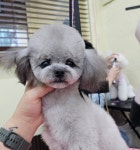 복슬 강아지미용실