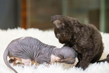 13번째고양이분양카페