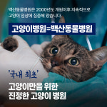 고양이 병원 백산동물병원