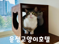 운정고양이호텔