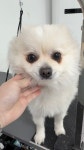 이바우펫애견미용학원 부천아카데미