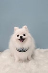오후독