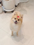 몽또