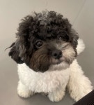 약지상주견애견카페