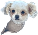 약지상주견애견카페