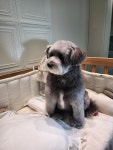 두유펫 살롱