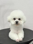 놀러왕왕왕 애견미용실