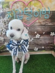 미소애견미용실