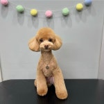 강아지나라