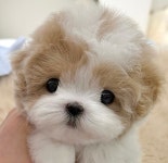 비비퍼피 강아지분양 고양이분양 일산본점