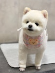 까까독아산애견미용아산애견호텔