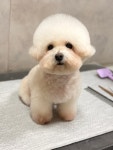 까까독아산애견미용아산애견호텔