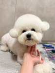 까까독아산애견미용아산애견호텔