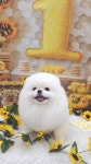 제이뽀애견미용실