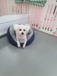 온나펫