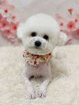 까까독아산애견미용아산애견호텔