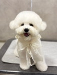 까까독아산애견미용아산애견호텔