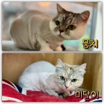 파주고양이미용실