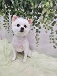 서산 고양이 강아지 미용 모들펫살롱
