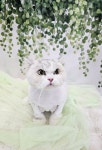 서산 고양이 강아지 미용 모들펫살롱