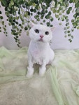 서산 고양이 강아지 미용 모들펫살롱