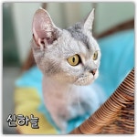 파주고양이미용실
