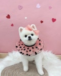 비바시티