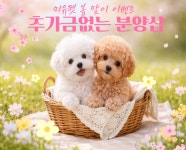 미유펫 강아지분양 고양이분양 김포점