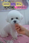 라라 펫살롱