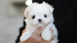 강아지분양 더펫