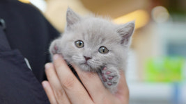 강아지분양 더펫